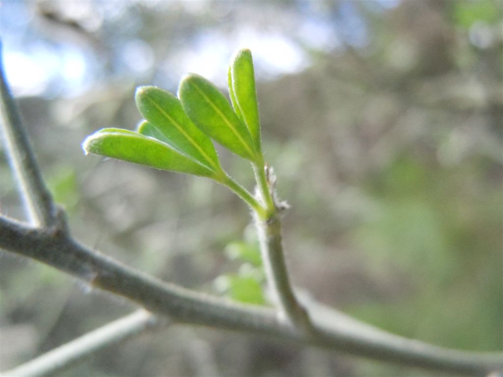 Calicotome villosa / Sparzio villoso